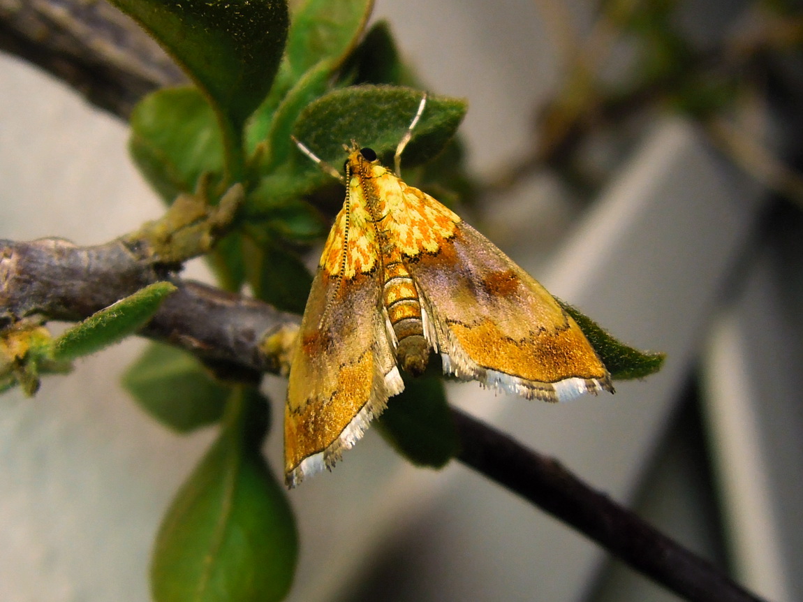 Agrotera nemoralis